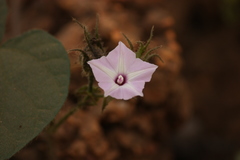 Ipomoea pilosa